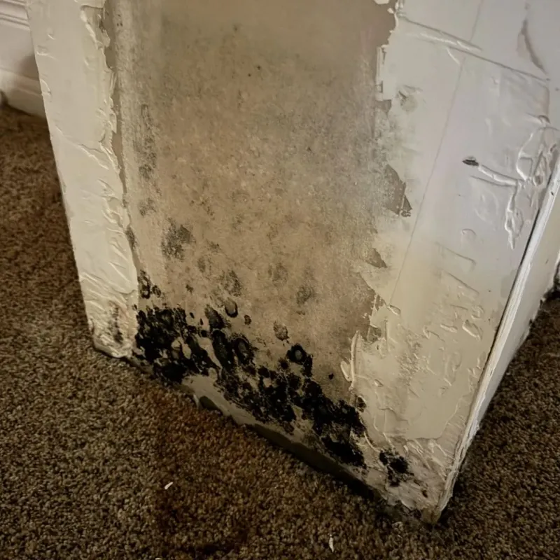 Professional Mold Removal in Tornillo, TX